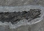 Devonian Tristichopterus - Fish & Tetrapod Transitional Fossil #63382-2